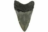 Serrated, Fossil Megalodon Tooth - North Carolina #200675-1